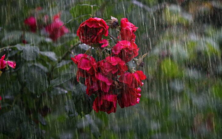 ฝนตกหนัก ฝนตกหนัก