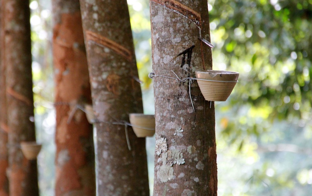 4 how-to-prune-a-rubber-plant-to-make-it-bushy-pruning-rubber-plant