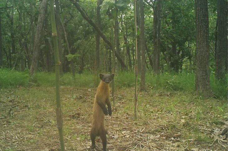 CAMBODIA-MONDULKIRI-WILDLIFE SPECIES