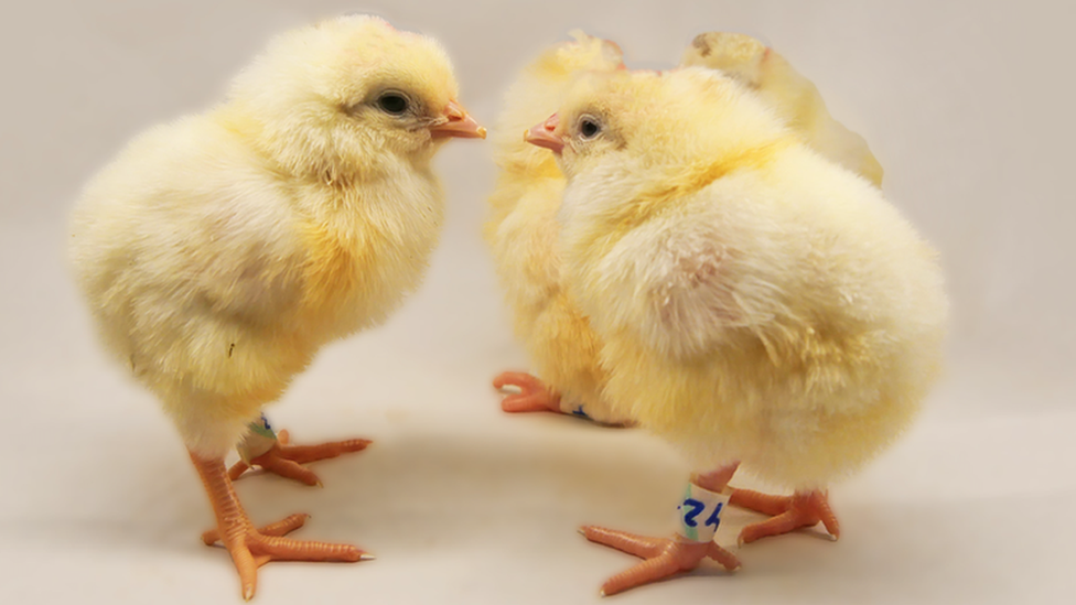 แม่ไก่ตัดต่อพันธุกรรมอาจช่วยยุติการฆ่าลูกไก่เพศผู้หลายพันล้านตัวได้