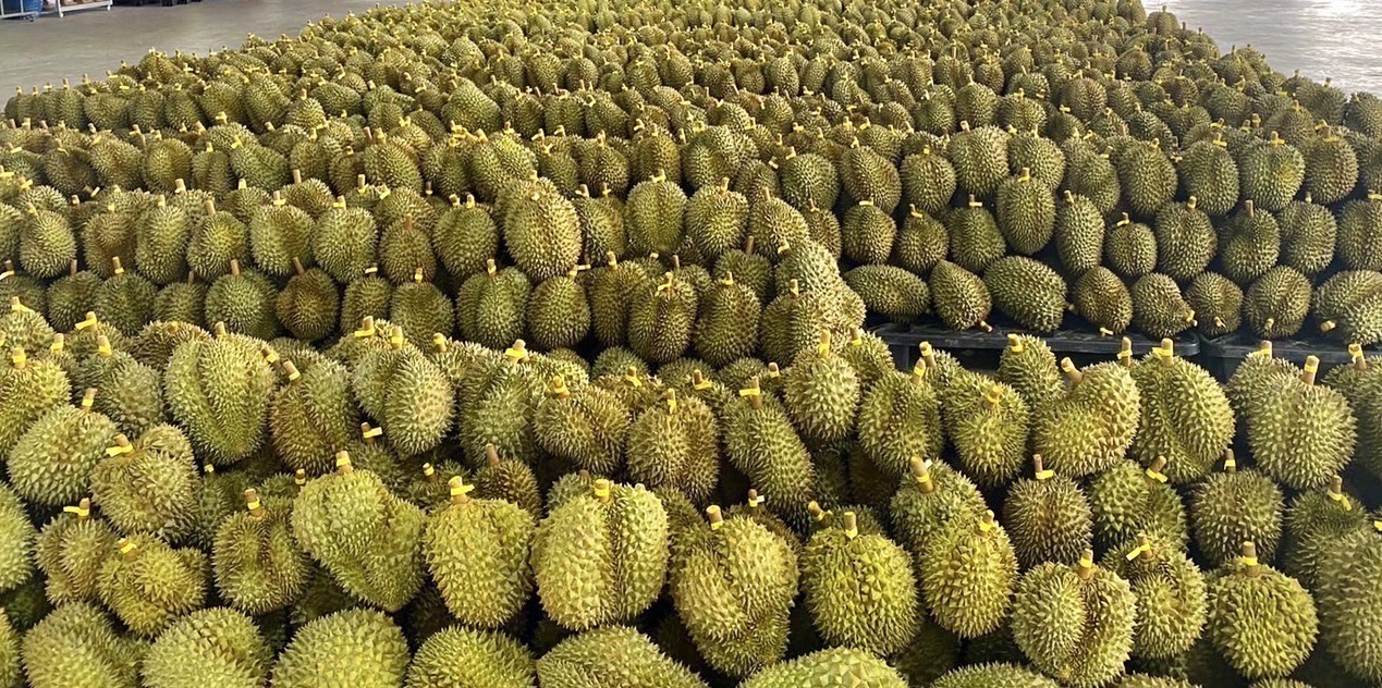 ฟรุ้ตบอร์ด ผลไม้ ทุเรียน