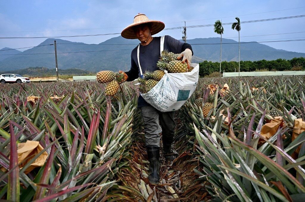 ประจวบฯ ขึ้นแท่น “มหานครสับปะรดของโลก” หลังไทยผงาดแชมป์โลกส่งออก