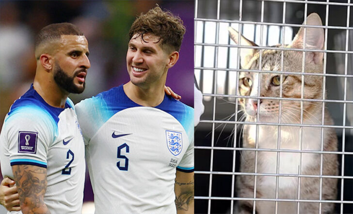 FIFA World Cup Qatar 2022 - Round of 16 - England v Senegal แมวจากกาตาร์