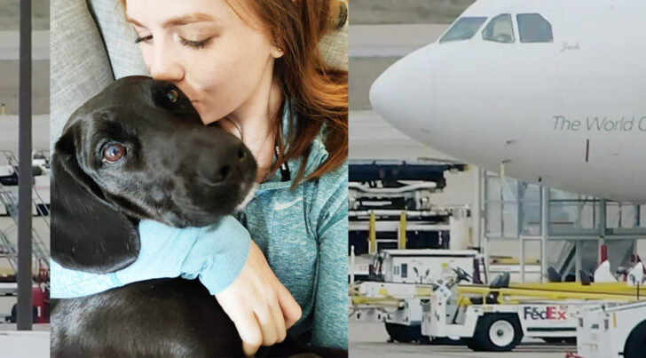 dog wrong flight6 สายการบินส่งสุนัข