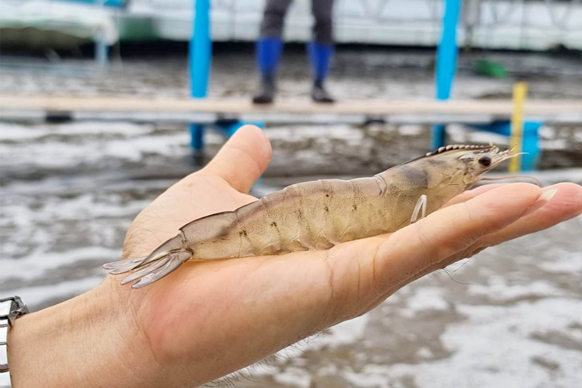 กุ้งไทยปี 2565 ไปไม่ถึงฝัน 3 แสนตัน ลุ้นรัฐบาลใหม่ฟื้นฟู