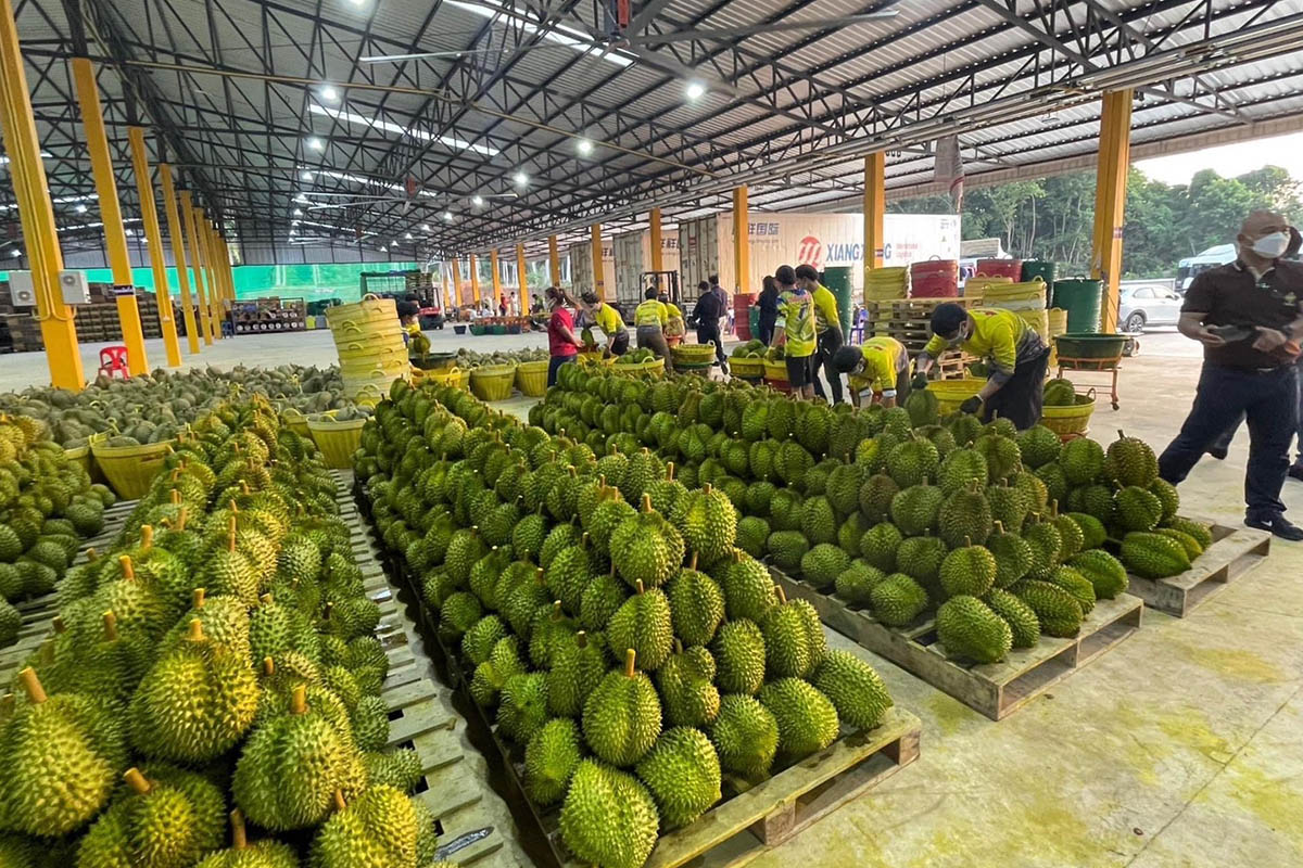 ส่งออกทุเรียนล้านตันไม่ถึงฝัน “มนัญญา” สั่งตั้งหน่วย ฉก.ปราบสวมสิทธิ