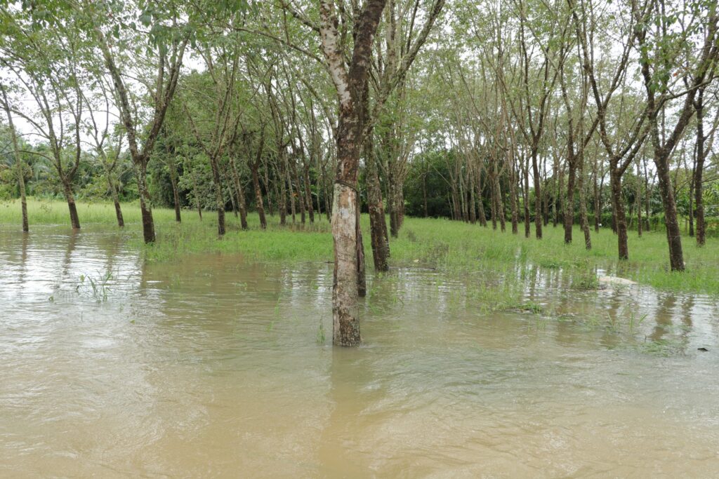น้ำท่วม จังหวัดพัทลุง