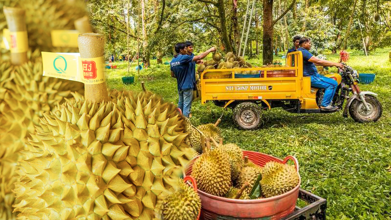 หงจิ่ว ฟรุต ผู้นำเข้าทุเรียนรายใหญ่ของจีน พลิกชีวิตเกษตรกรไทย
