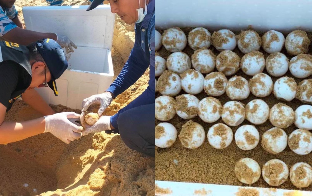 พบเต่ามะเฟือง ขึ้นวางไข่รังที่ 2 บริเวณชายหาดบางขวัญ จ.พังงา