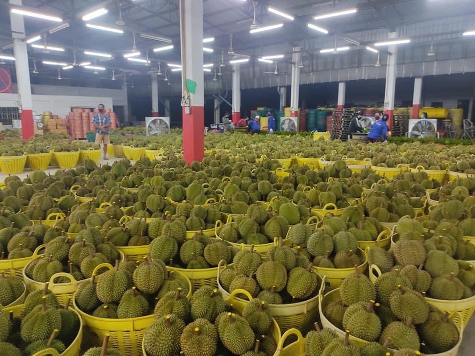 ทุเรียนไทยแสนล้านเดือด จีนไฟเขียวฟิลิปปินส์ส่งผลสดได้แล้ว