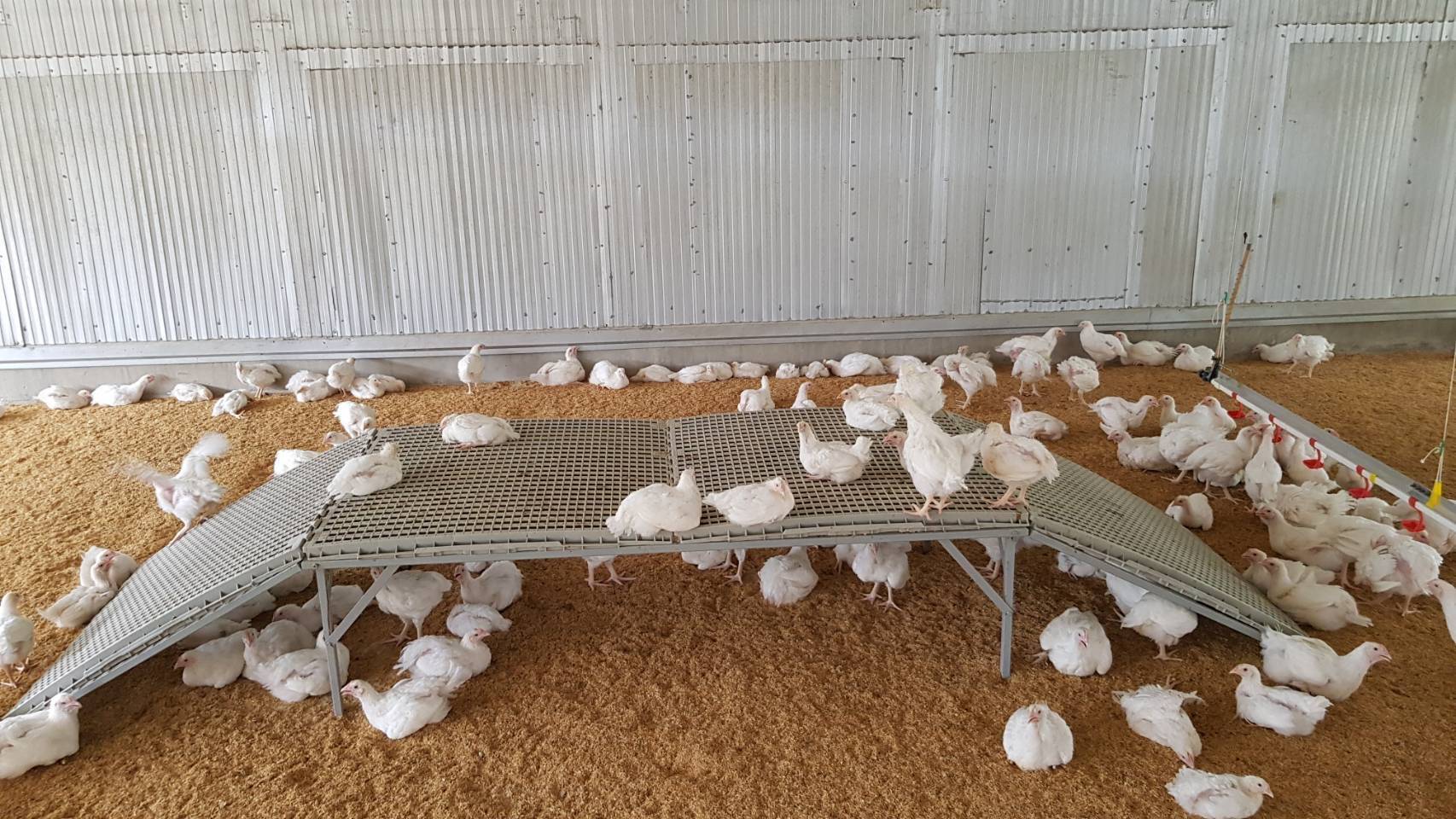 ไก่ ซีพีเอฟ