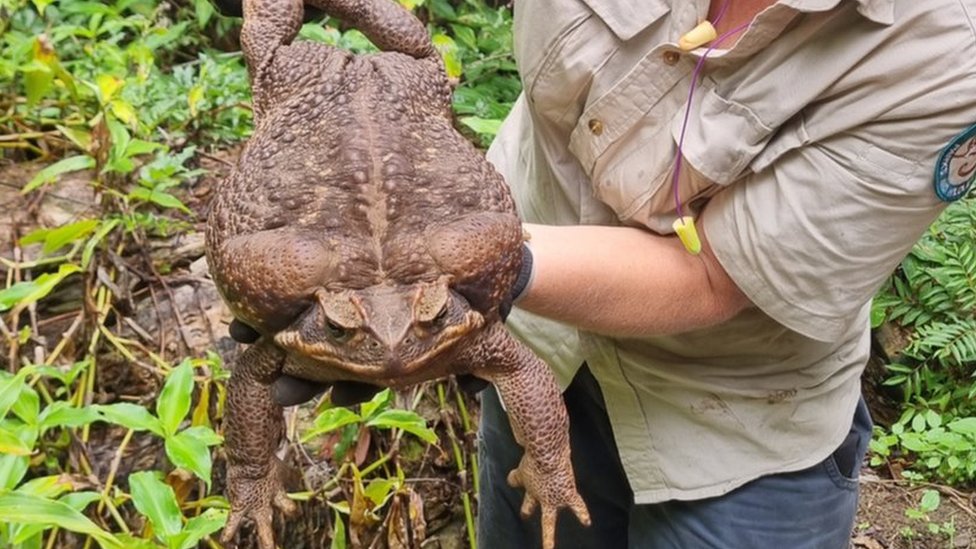 พบ “Toadzilla” คางคกยักษ์ที่ใหญ่ที่สุดในโลกที่รัฐควีนส์แลนด์ของออสเตรเลีย