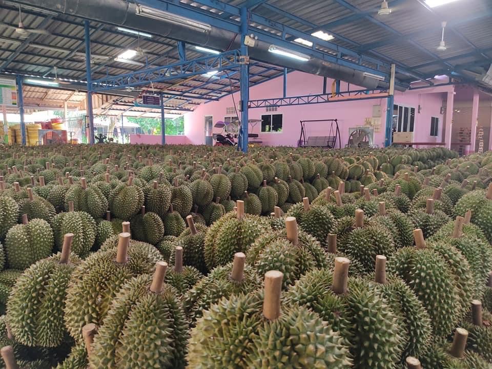 ทุเรียน