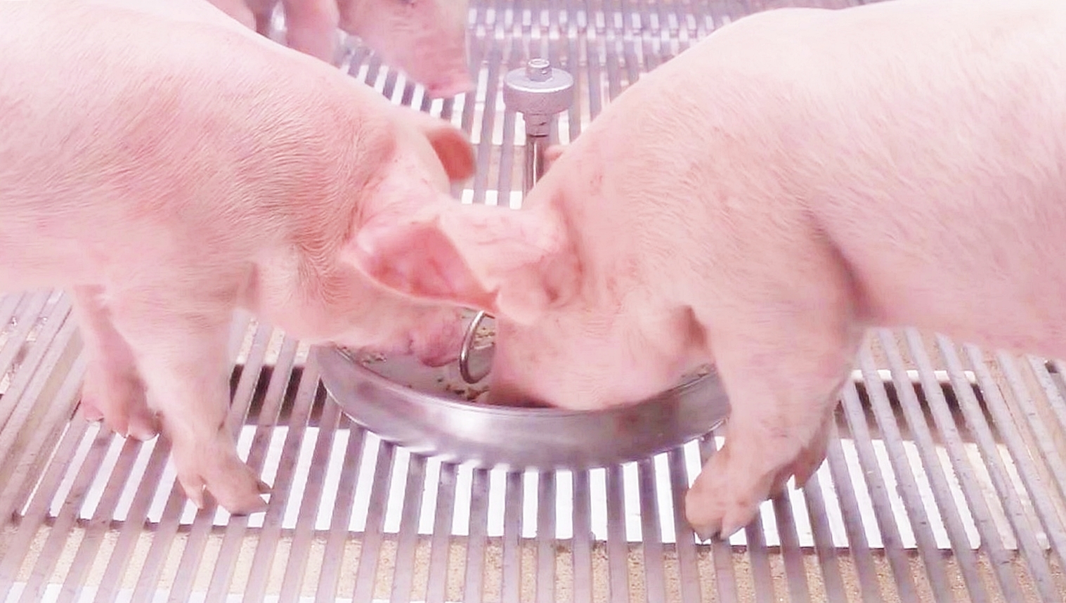หมู ซีพีเอฟ