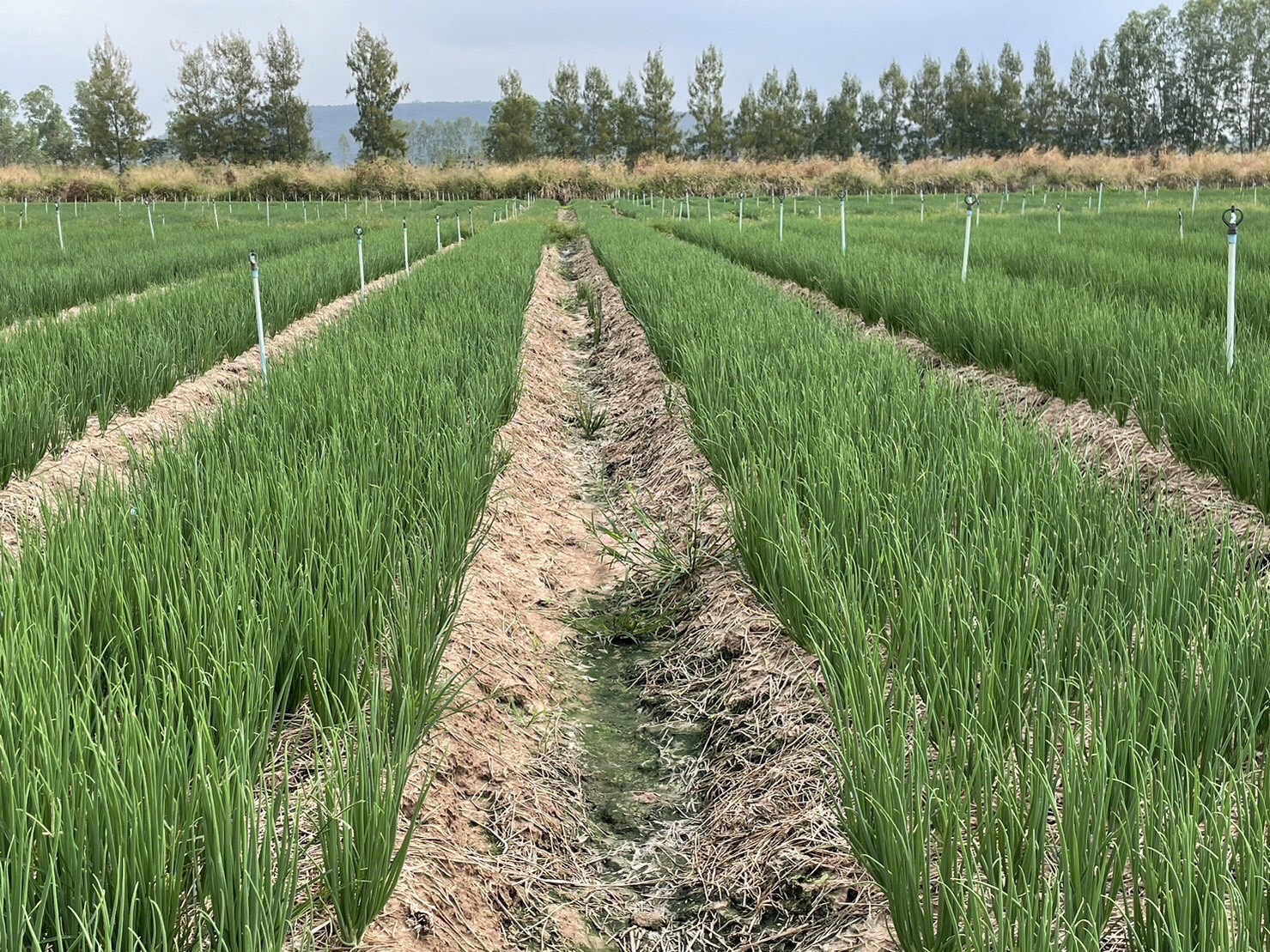 ต้นหอม