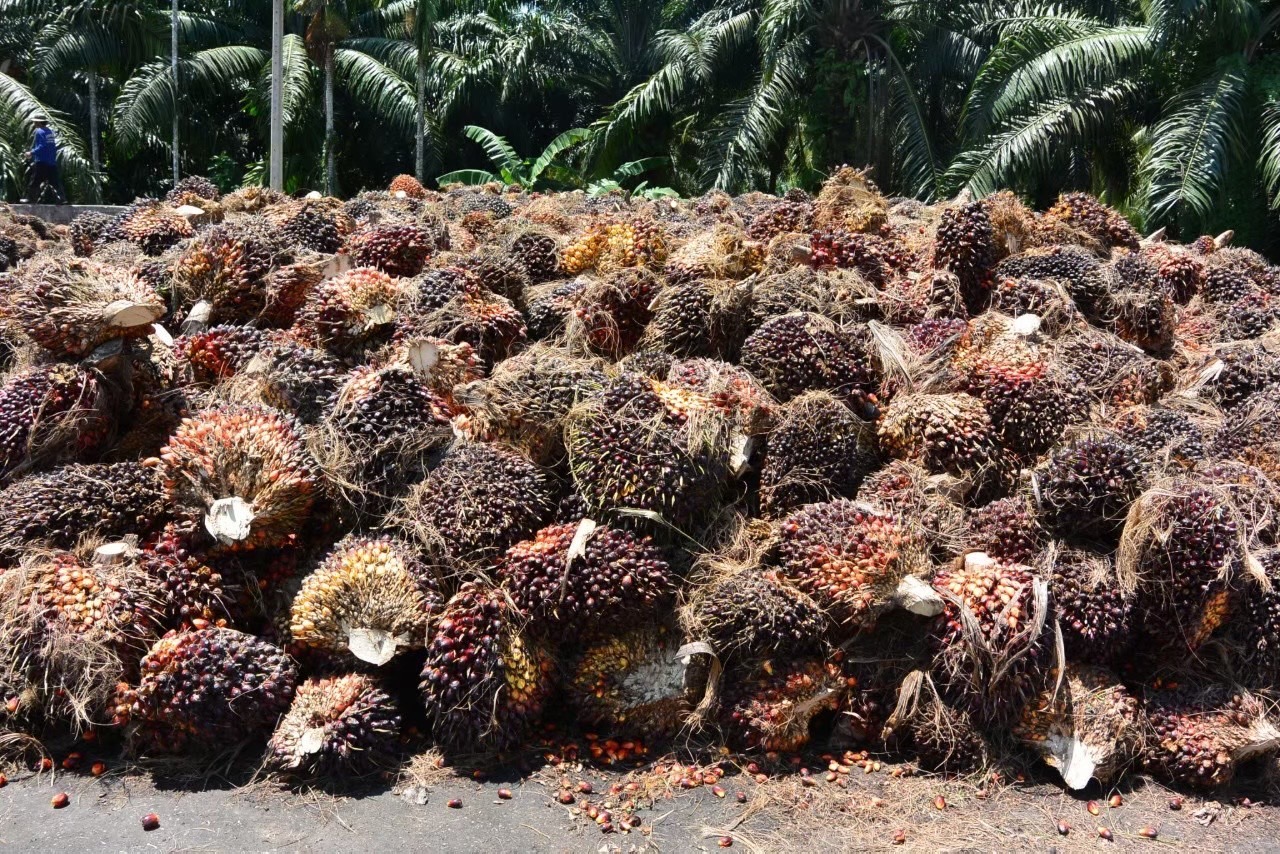 ค้าภายใน เร่งตรวจลานเท-โรงสกัด หลังกระแสไม่รับซื้อผลปาล์ม
