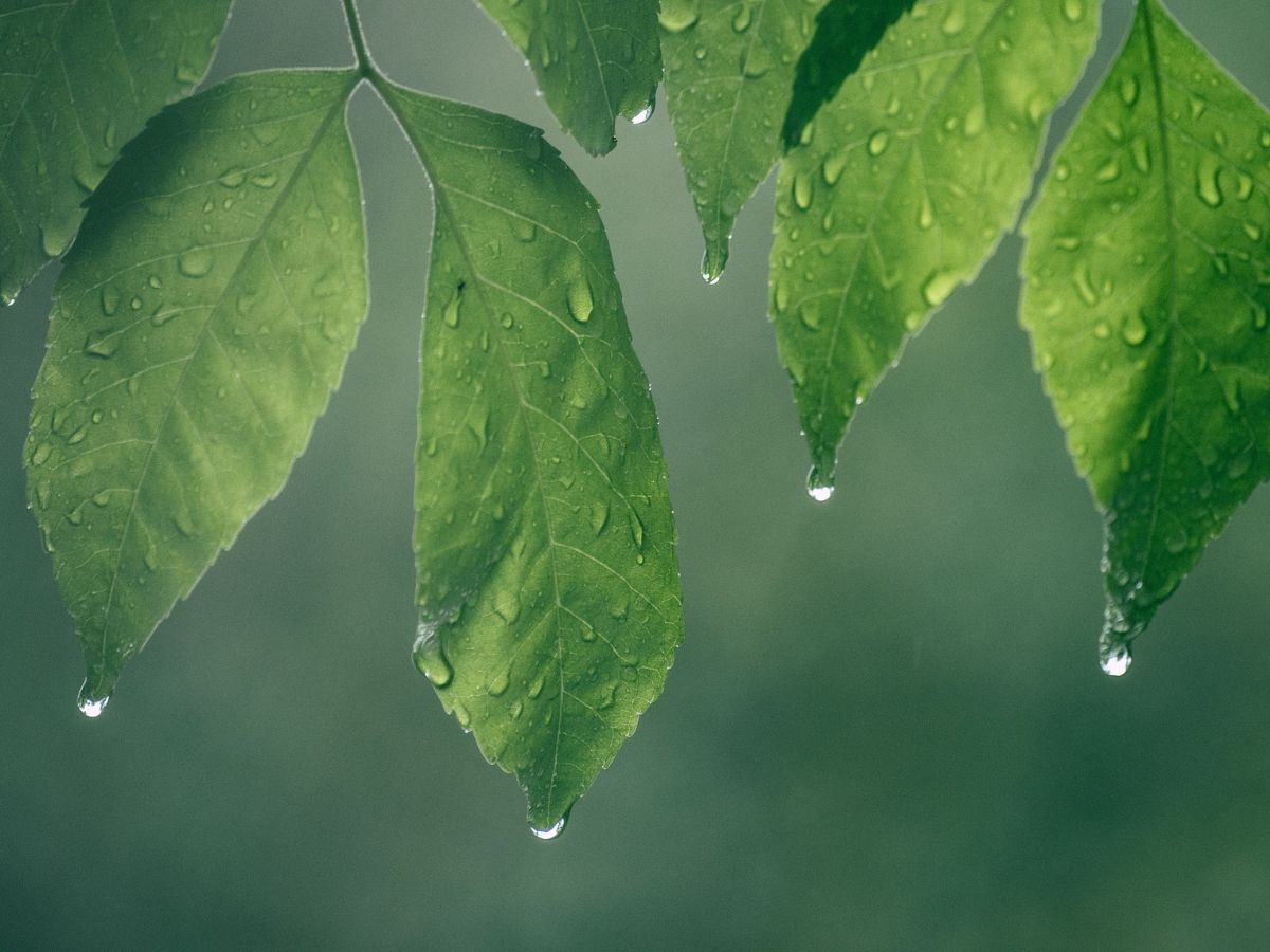 สภาพอากาศวันนี้ ฝนตก 39 จังหวัด กทม.-ปริมณฑล โดนด้วย