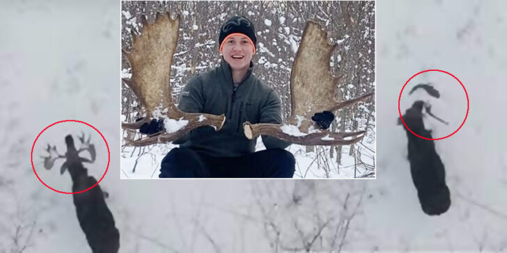 moose2