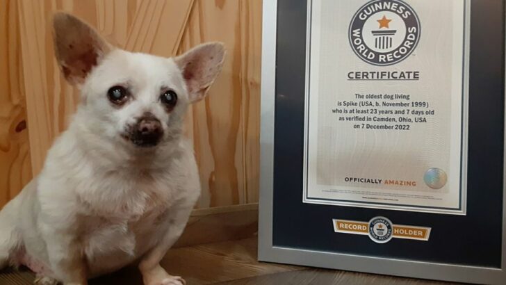 spike-oldest-dog