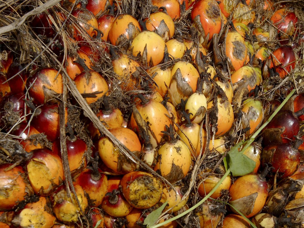 นักวิจัยวิศวะมหิดลเจ๋ง! สกัดสารจากทะลายปาล์ม สู่วัสดุนำส่งยาเคมีบำบัดมุ่งเป้า