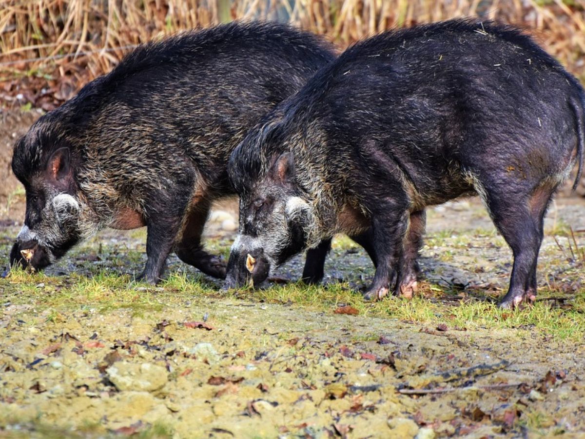 อหิวาต์หมู ASF โผล่จ.ยะลา ทำหมูป่าตายเกลื่อน ปศุสัตว์เร่งสกัด