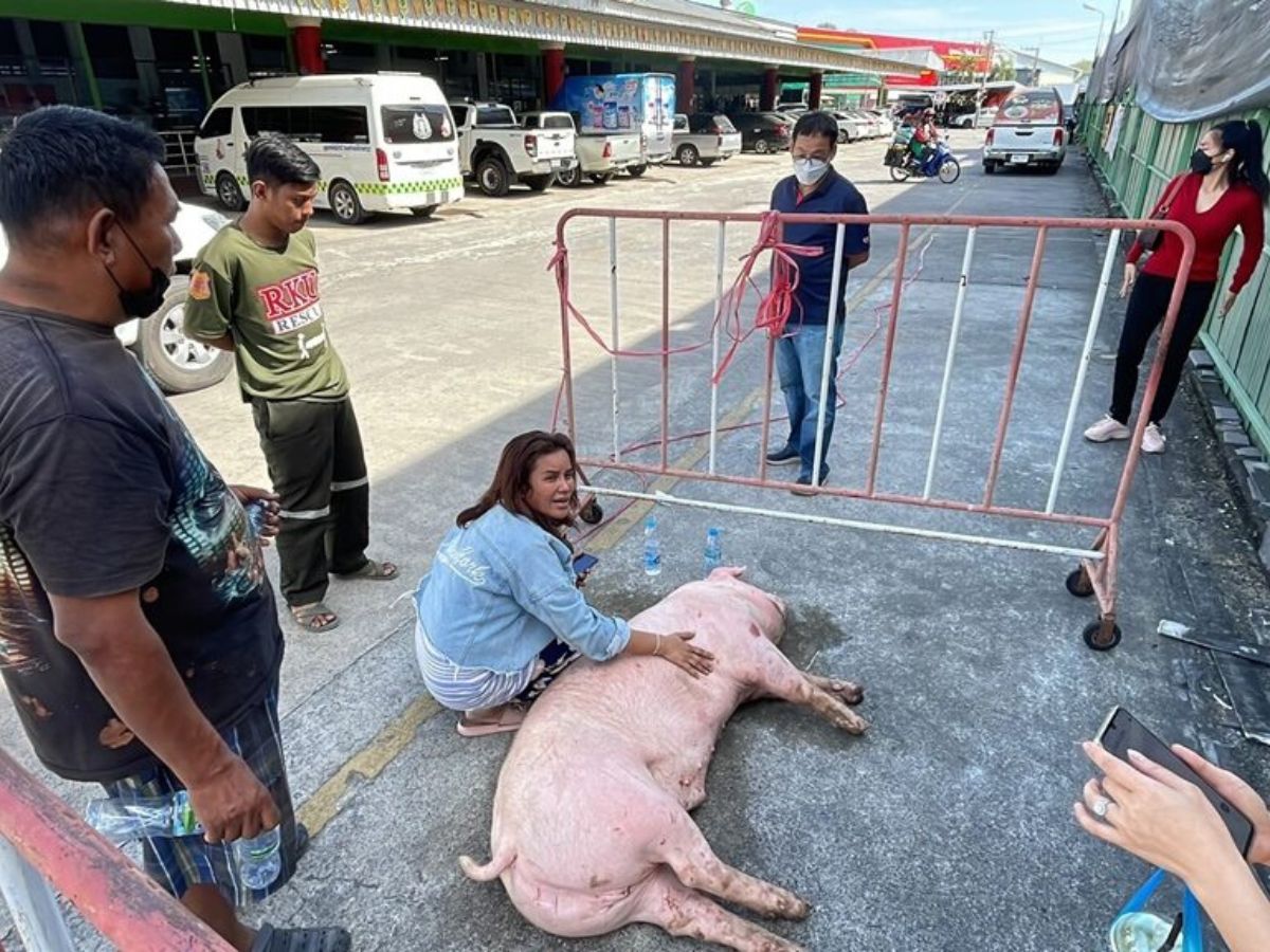 หมู หนีโรงเชือด กระโดดลงจากรถกระบะ หญิงวัย 46 ขอไถ่ชีวิต