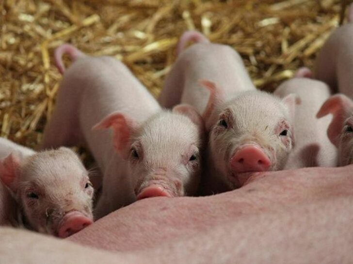หมูเถื่อน หมูเถื่อน