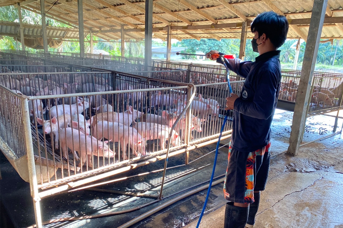 ต้นทุน “ข้าวโพด-ค่าไฟ-หมูเถื่อน” ทุบซ้ำเกษตรกร