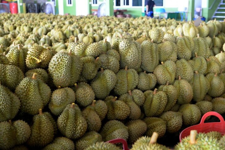 ทุเรียน ทุเรียน