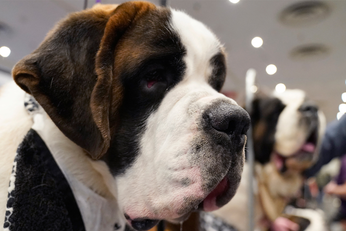 เมกะเทรนด์ Pet Humanization โอกาสอสังหาฯ เจาะตลาดทาสหมาแมว