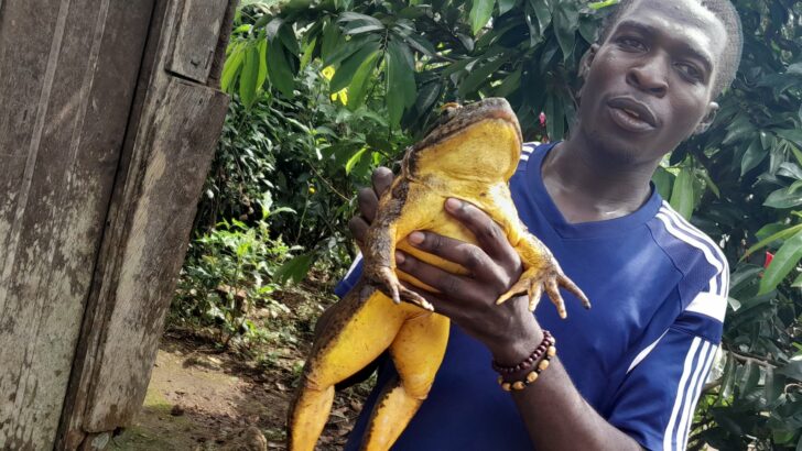 _128726837_cedrickfogwanholdinggoliathfrog4--cjeanned'arcpetnga.jpg