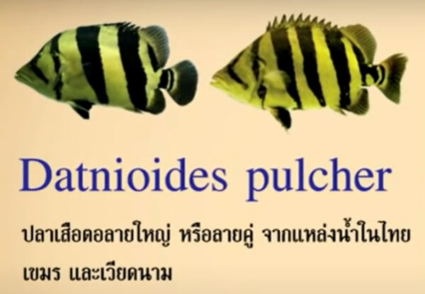 ปลาเสือตอ