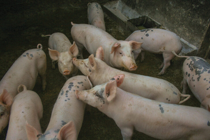 หมูเถื่อน หมูเถื่อน