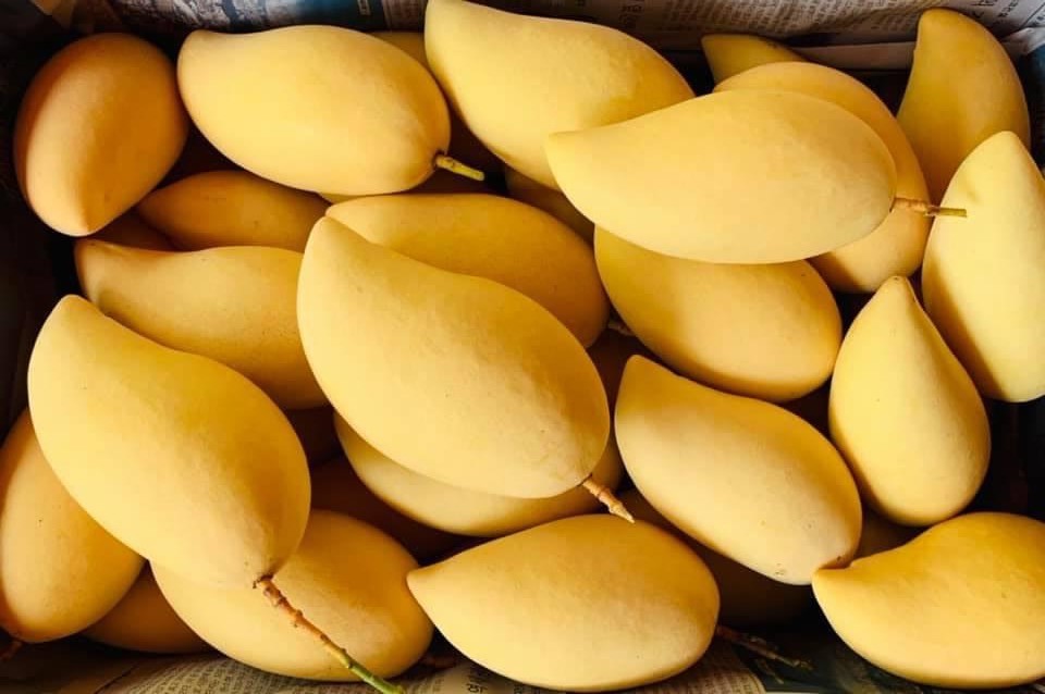เกษตรกรเนินมะปราง รุกตลาดวันวาเลนไทน์ ส่งมะม่วง GI ขายออนไลน์