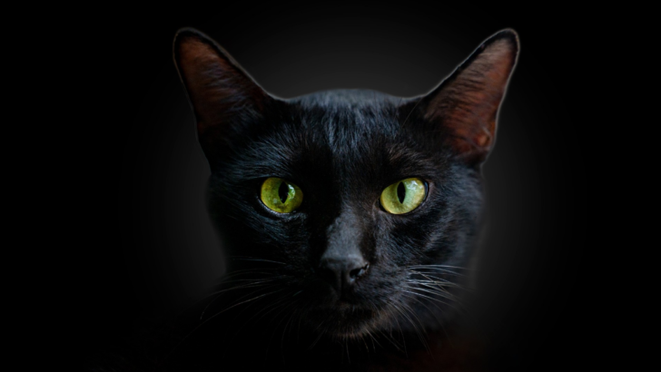 ecc340c0-b59f-11ed-ba91-695c590674cc.png