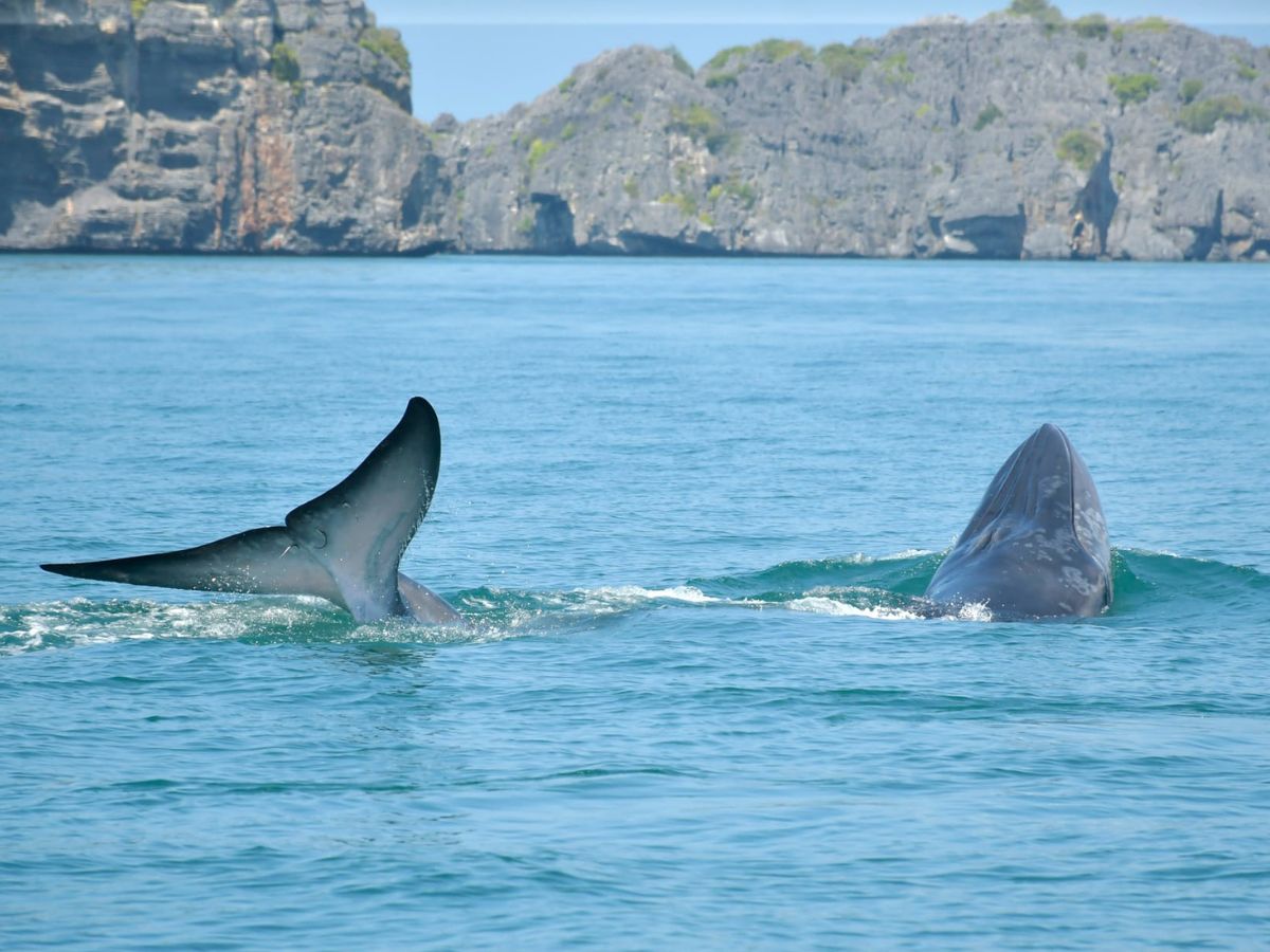 พบวาฬบรูด้า วาฬหายาก โผล่ทะเลหมู่เกาะอ่างทอง แม่-ลูกคู่แรกของปี’66