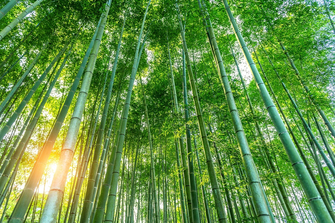 คณะวิทย์ มธ.นำใบไผ่มาพัฒนาเป็นสกินแคร์ภายใต้แบรนด์ SUCHADA