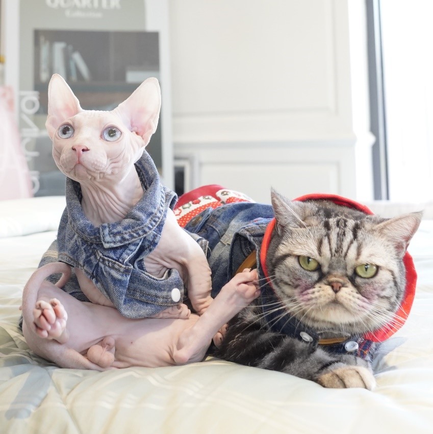 กลับมาอีกครั้ง ‘Thailand Cat Show 2023’ งานแมวสุดยิ่งใหญ่แห่งปีที่ ทาสแมวทุกคนรอคอย เริ่ม 3-5 มีนาคม 2566 นี้ ที่เซ็นทรัล ลาดพร้าว