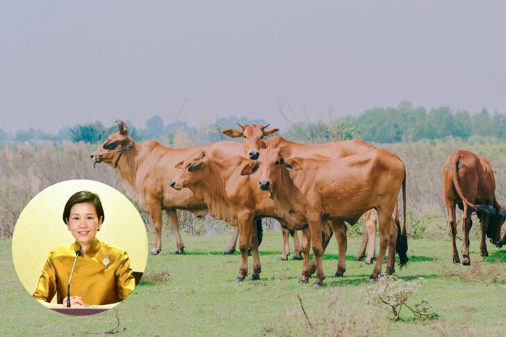 วัว โคบาล ครม. วัว โคบาล ครม.