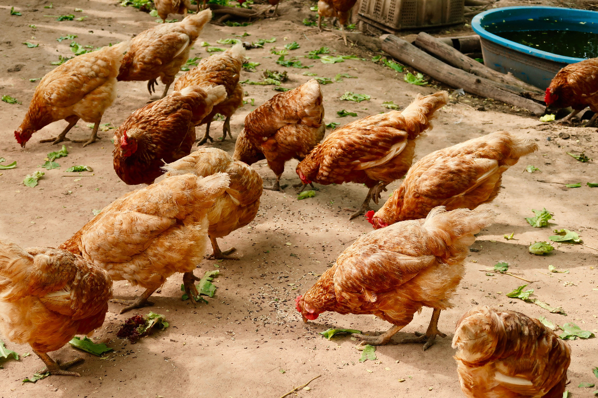 ส่งออกไก่ไทยปี’65 ไป FTA โต 15.9% เงินสะพัดกว่า 2.8 พันล้านเหรียญ