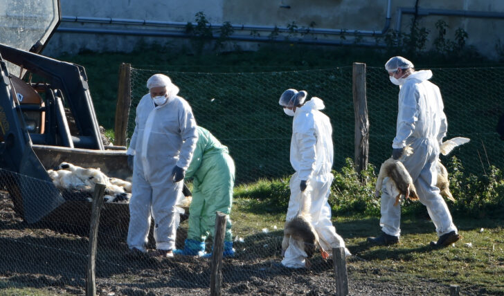 FRANCE-AGRICULTURE-LIVESTOCK-AVIAN-FLU-VIRUS สถานการณ์ไข้หวัดนกทั่วโลก