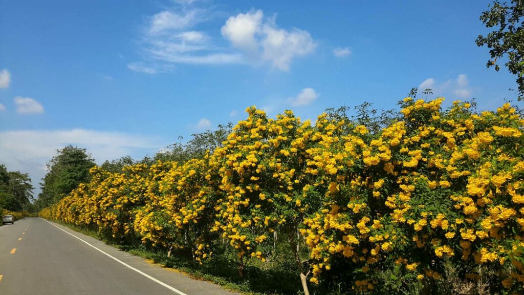 ทองอุไร
