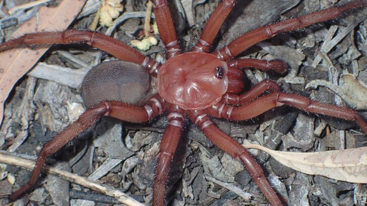 _129084185_spider1.jpg