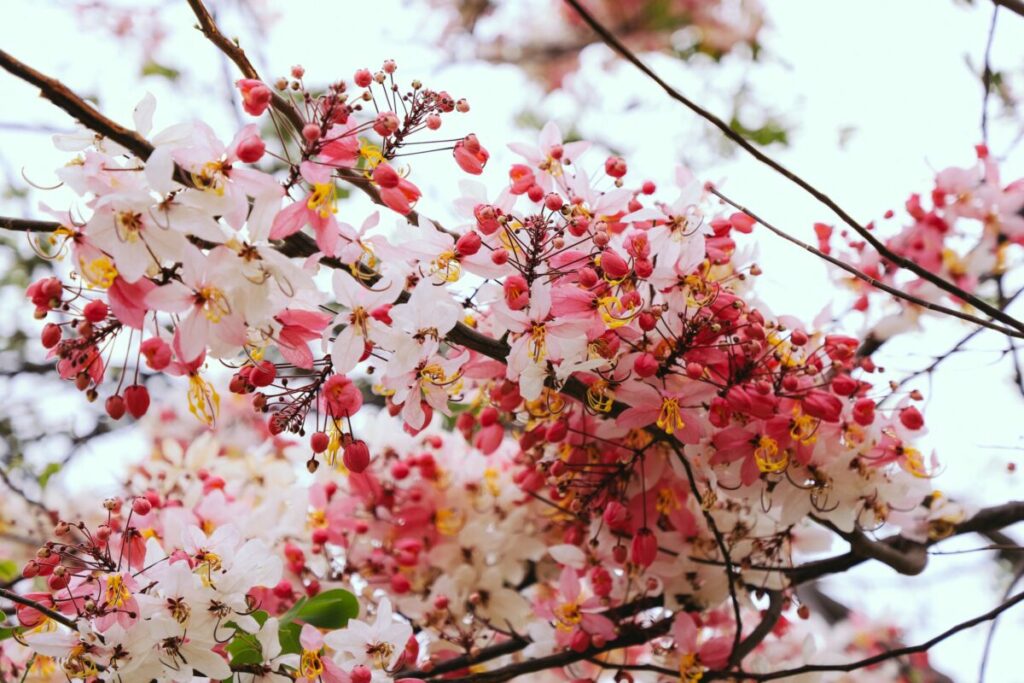 ดอกกัลปพฤกษ์