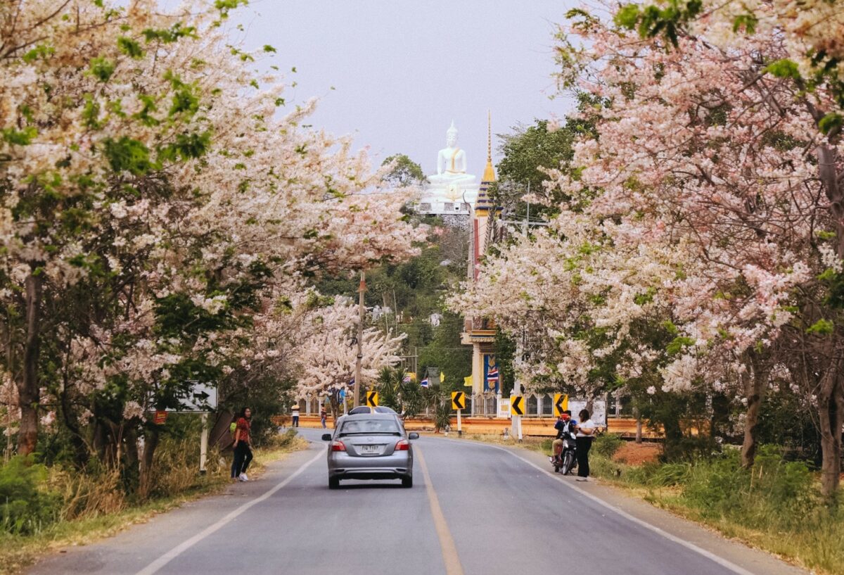 ลพบุรีชวนเที่ยวชม “กัลปพฤกษ์” ดอกไม้สวรรค์จากไตรภูมิพระร่วง