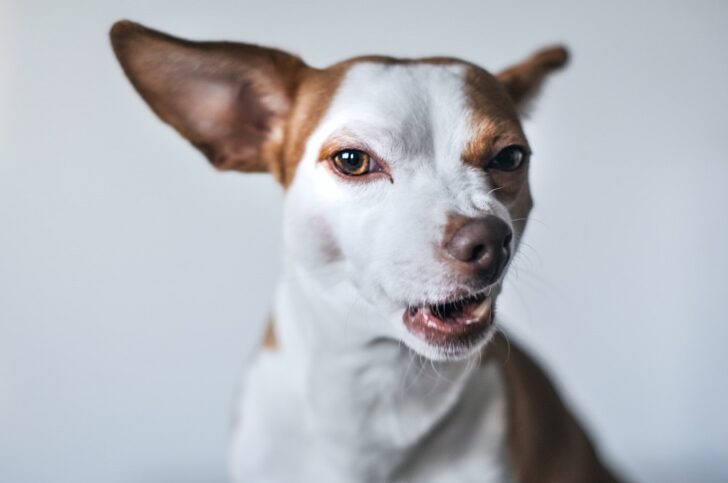 Isabel-Vittrup-Pallier-unsplash สุนัข