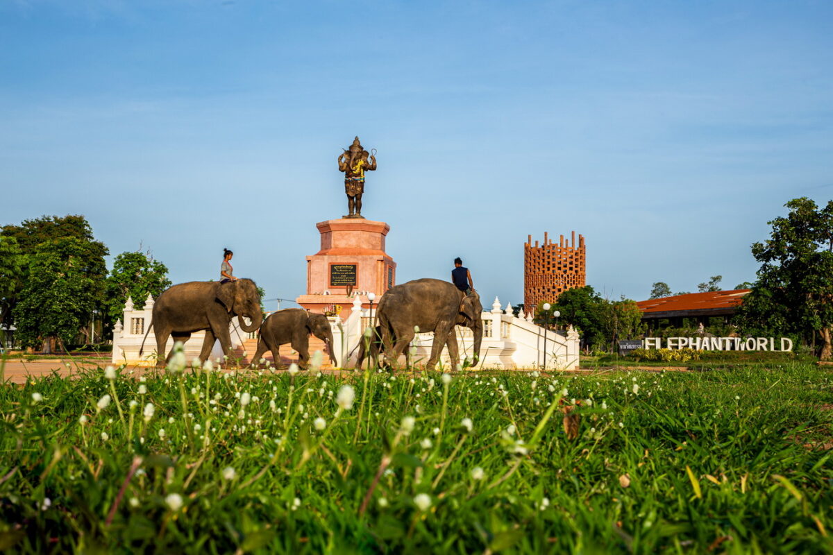สุรินทร์ จัดงานวันช้างไทย หนุนการท่องเที่ยวโครงการ Elephant World