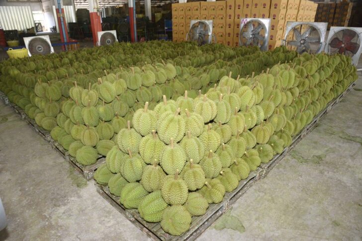 ส่งออกทุเรียน ส่งออกทุเรียน