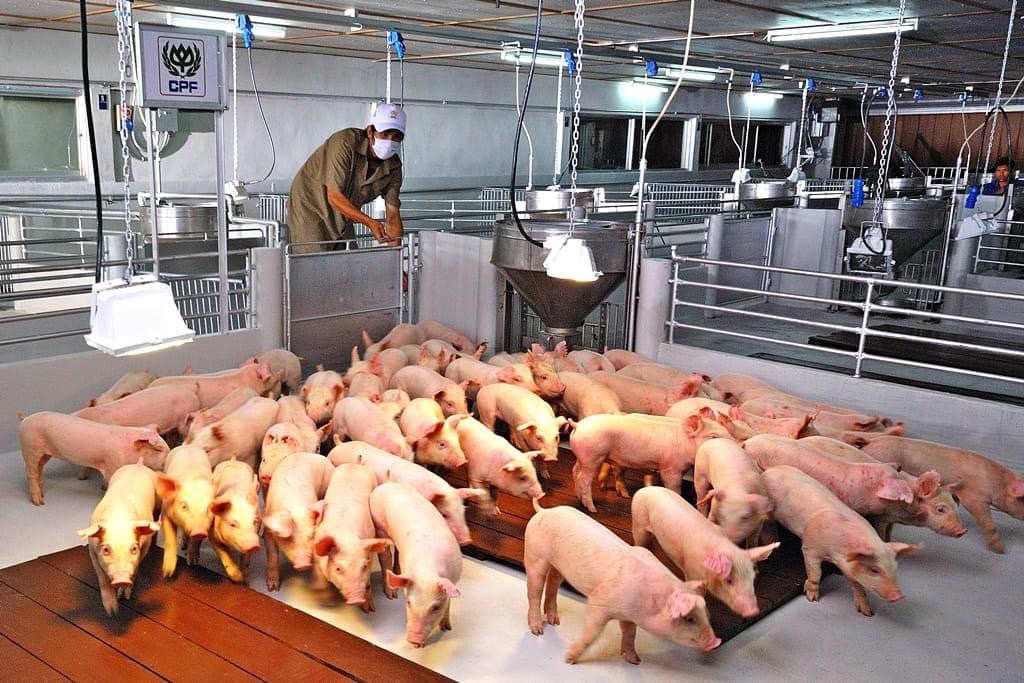 ตลาดหมูพรีเมี่ยม-ปลอดสารโตพุ่ง ซีพีเอฟเพิ่มกำลังผลิต “หมูชีวา” 1 เท่าตัวใน 3 ปี