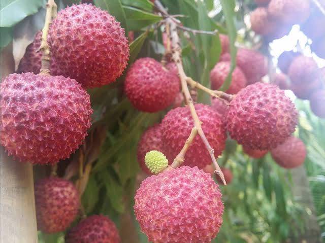 ลิ้นจี่อัมพวา